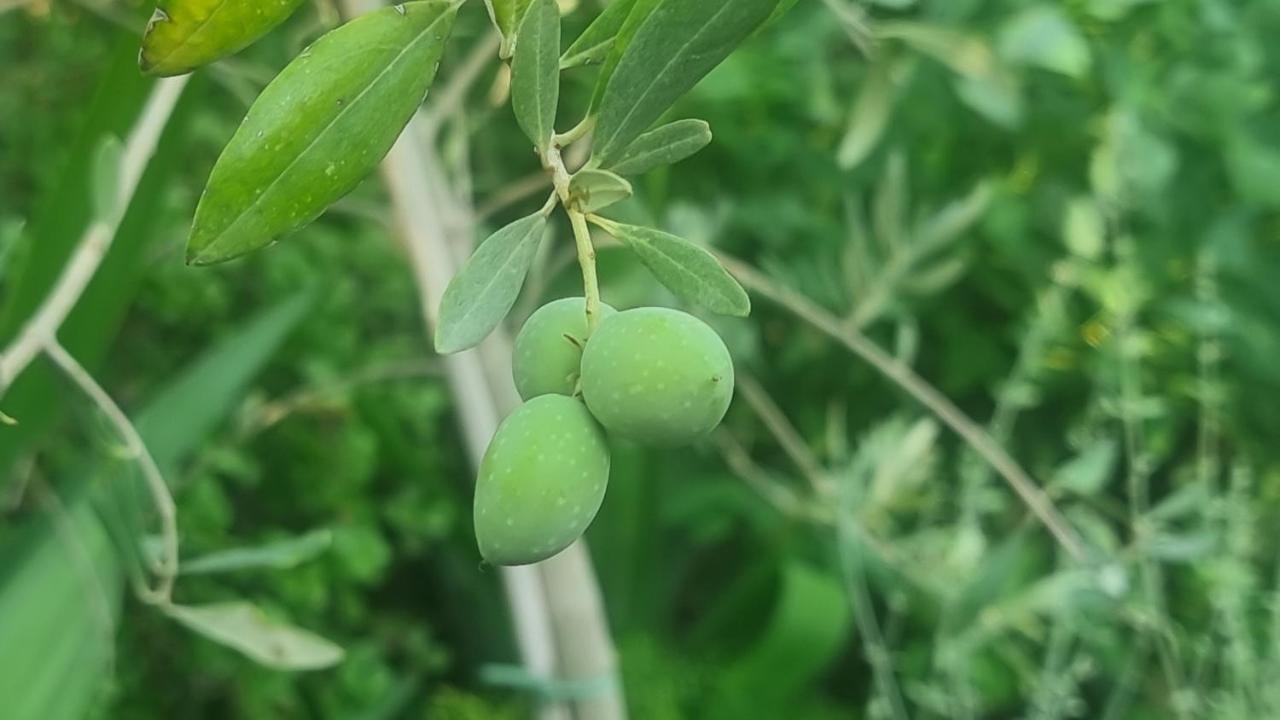 מלון ערד Olives מראה חיצוני תמונה