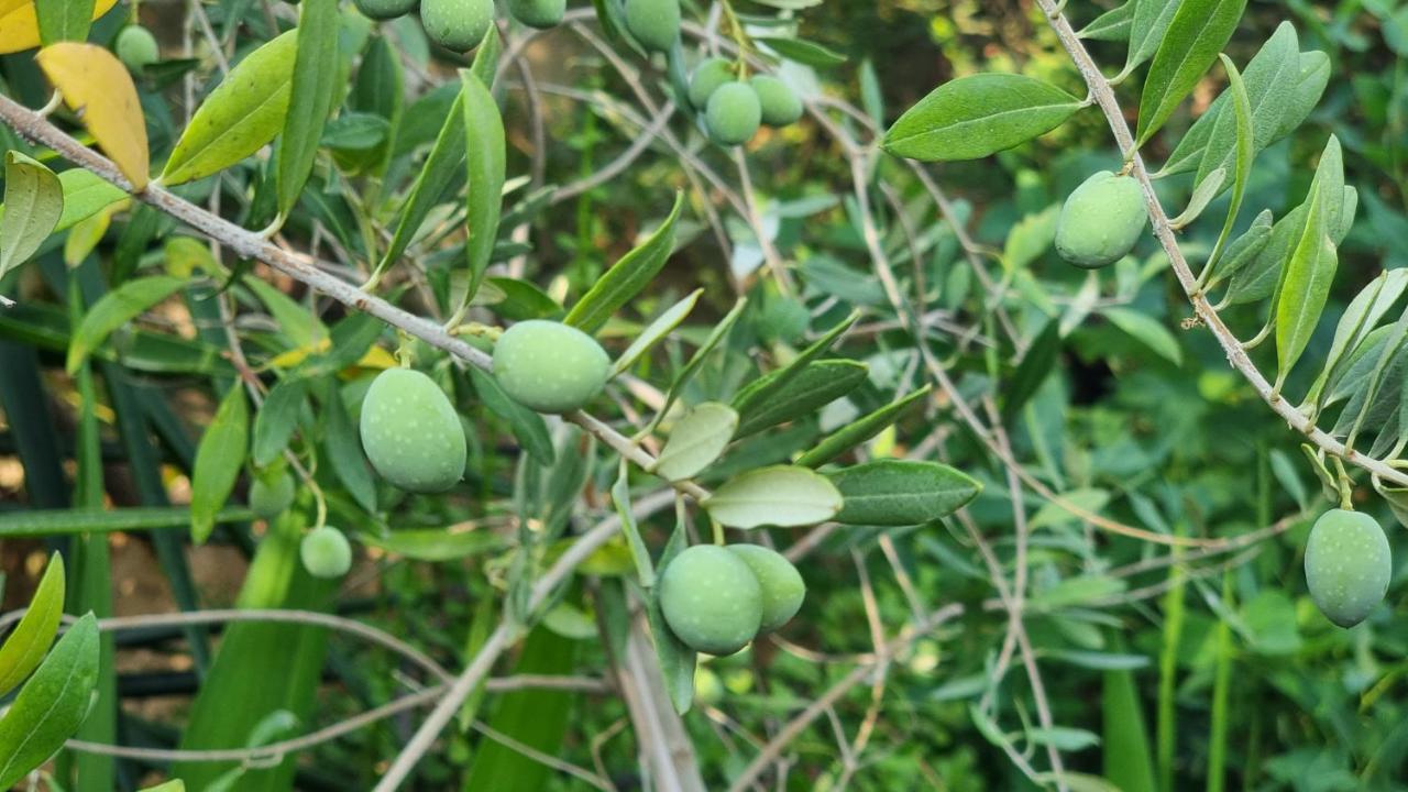 מלון ערד Olives מראה חיצוני תמונה